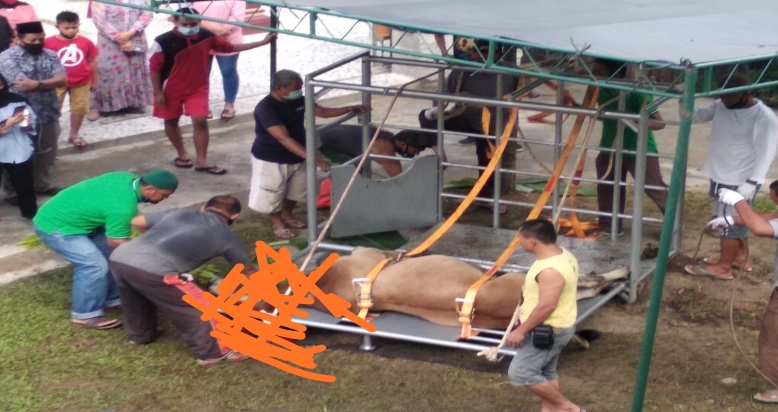 Qurban Tahun Ini, Masjid Mukminin Thamrin Sembelih  11 Ekor Sapi dan 4 Ekor Kambing