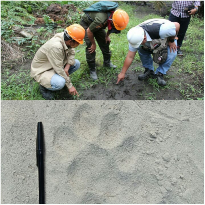 Warga Diminta Waspada Jejak Harimau di Ukui Dua BKSDA Riau Pasang  Kamera Trap 