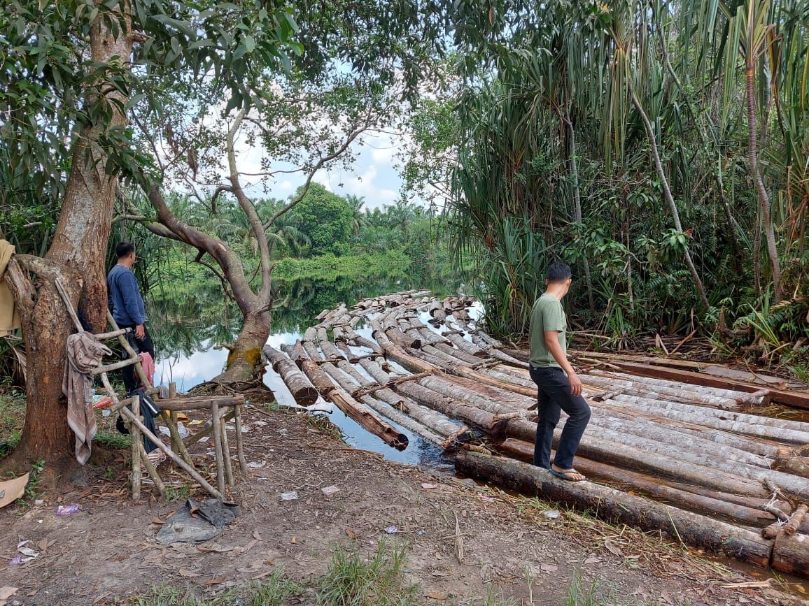 Polda Riau Bongkar Mafia Illegal Logging  di Cagar Biosfer Giam Siak Kecil
