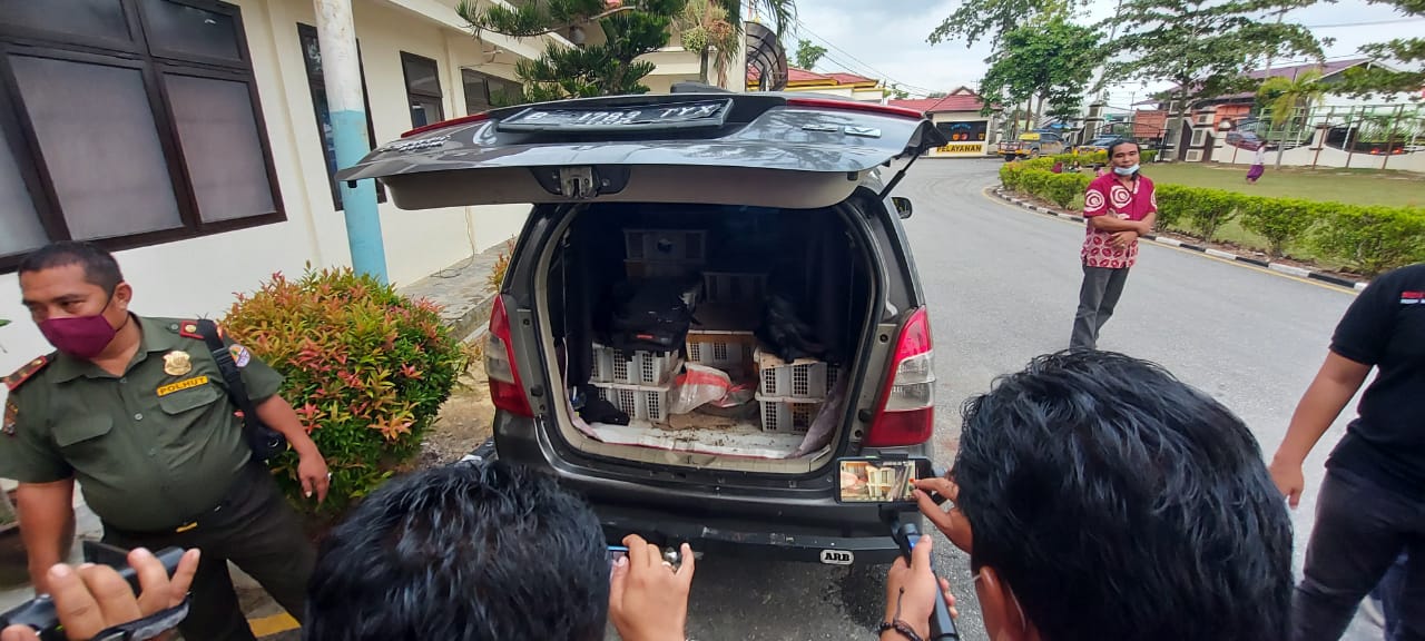 Polres Pelalawan Tangkap Pelaku Niaga Unggas Jenis Burung Tanpa Dokumen