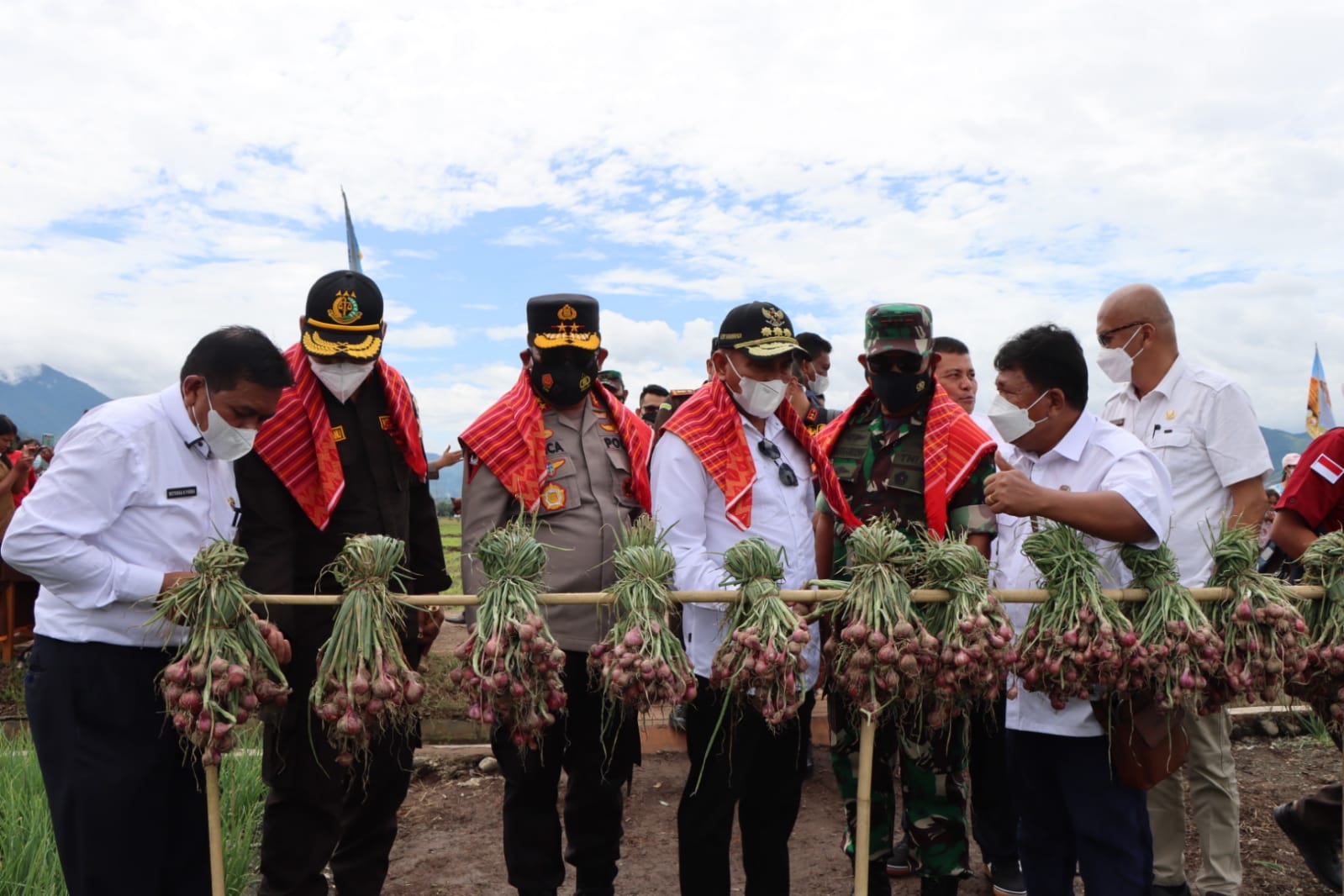 Forkopimda Sumut Kompak Hadir Panen  Padi dan Bawang Merah di Kabupaten Karo