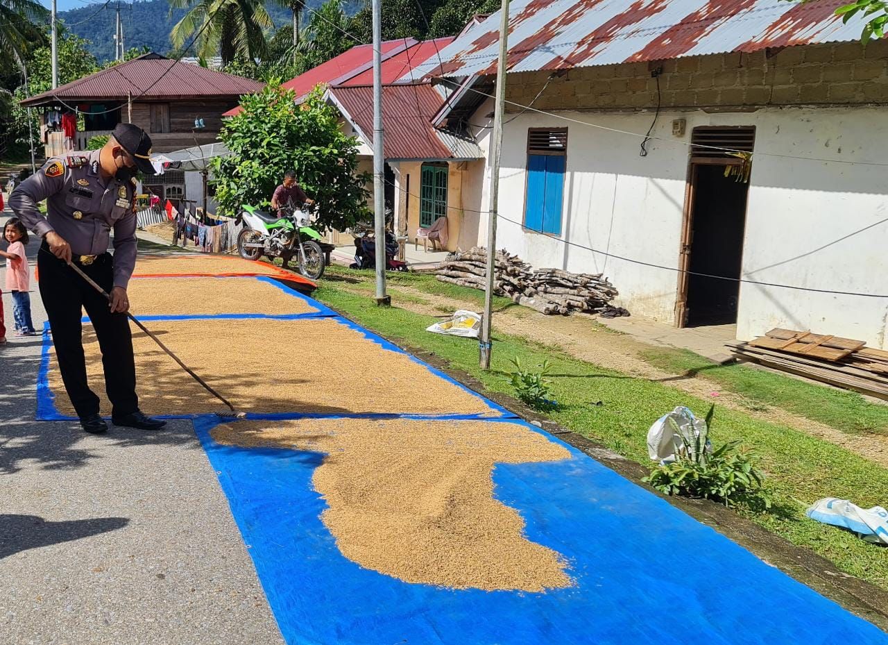 Salut .....Kapolsek  Singingi Rela Jaga Gabah  Dibawah Terik Matahari Agar Warga Divaksin
