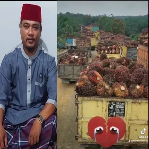 Mendadak Penerimaan TBS Tutup dan Harga TBS di Pelalawan Rp1300/kg