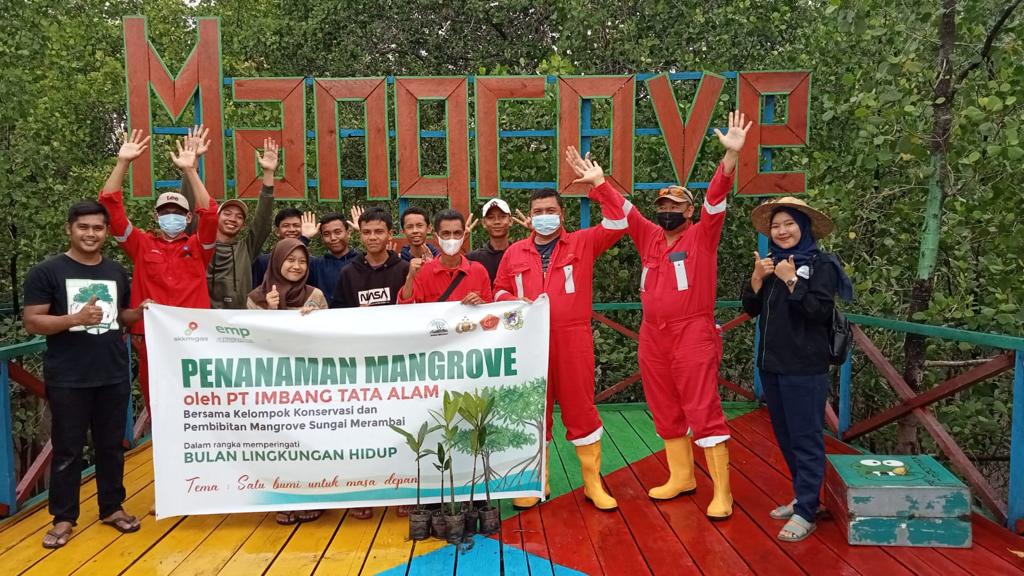 Peduli Lingkungan, PT. ITA Kerjasama Kelompok Konservasi Tanam 1.000 Bibit Mangrove di Teluk Belitung