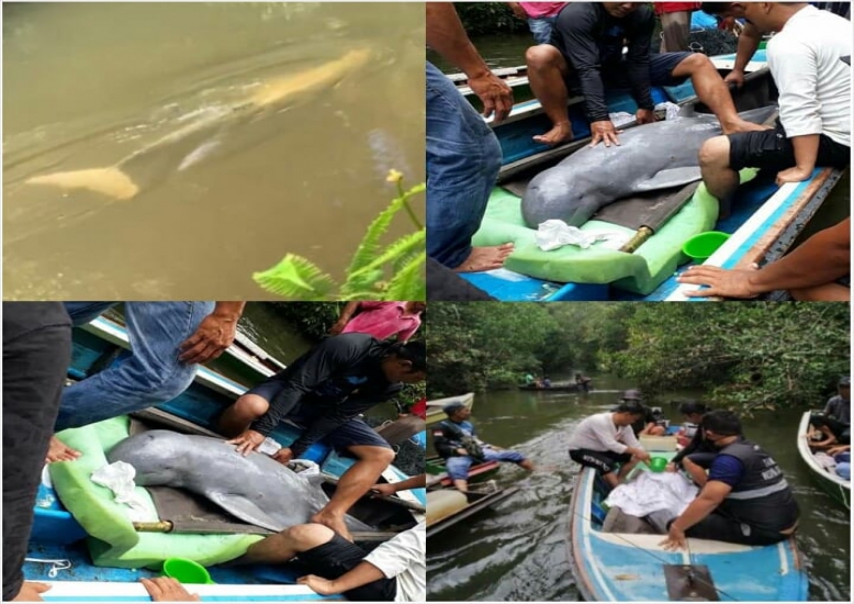 Ikan Pesut Membuat Warga Langgam Terpesona 5 Hari Berhasil Dievakuasi BKSDA