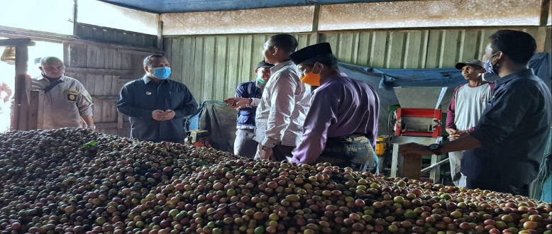 Kembangkan Potensi Kopi Liberika Meranti, Bupati Irwan Bangun Centra Industri Kopi di Rangsang Pesisir