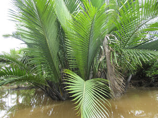 Gara-Gara Getah Nipahâ€‹, Bengkalis Raih Penghargaaâ€‹n Energi 2014