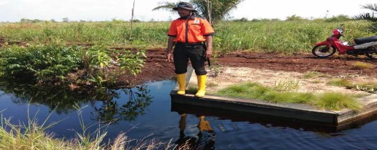  Antisipasi Kemarau, BRG Terus Membangun IPG di Provinsi Riau