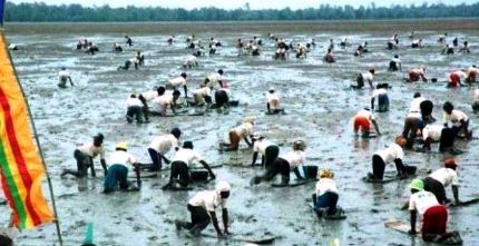 Memperkaya Khasanah Budaya di Inhil, Festival Menongkah Heritage 2016 Kegiatan Rutin Tahunan