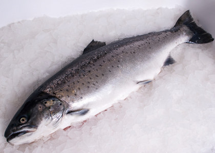 Khasiat Minyak Ikan untuk Kesehatan Tubuh