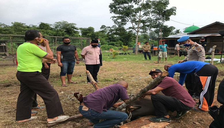 Idul Adha 1441 Hijriah, Polres Meranti Sembelih 4 Sapi dan 2 Kambing