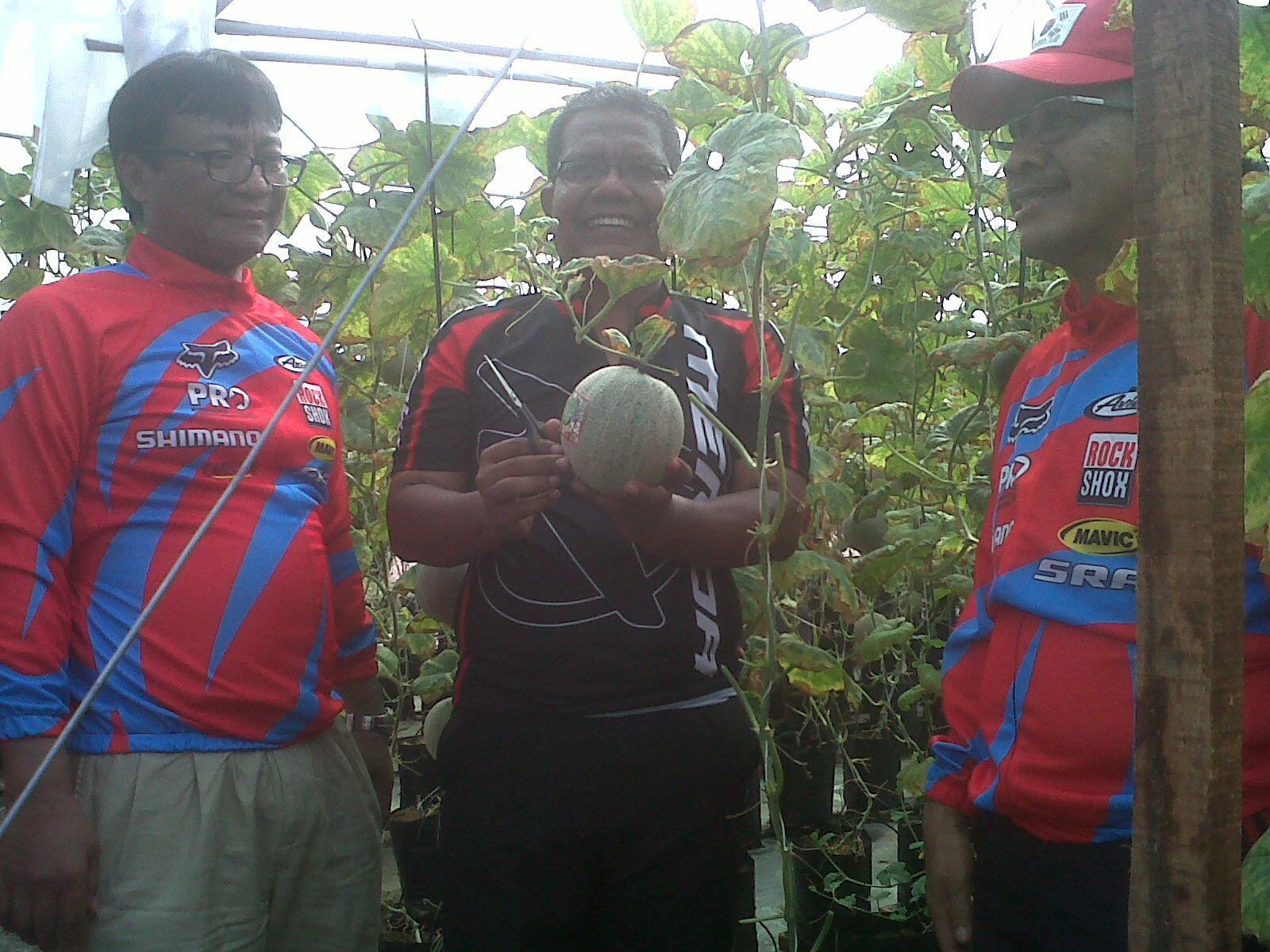 BI Panen Perdana Kebun Melon Percontohan