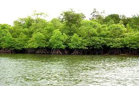 BLH Bengkalis Bentuk Kelompok Masyarakat Pelestari Hutan Mangrove
