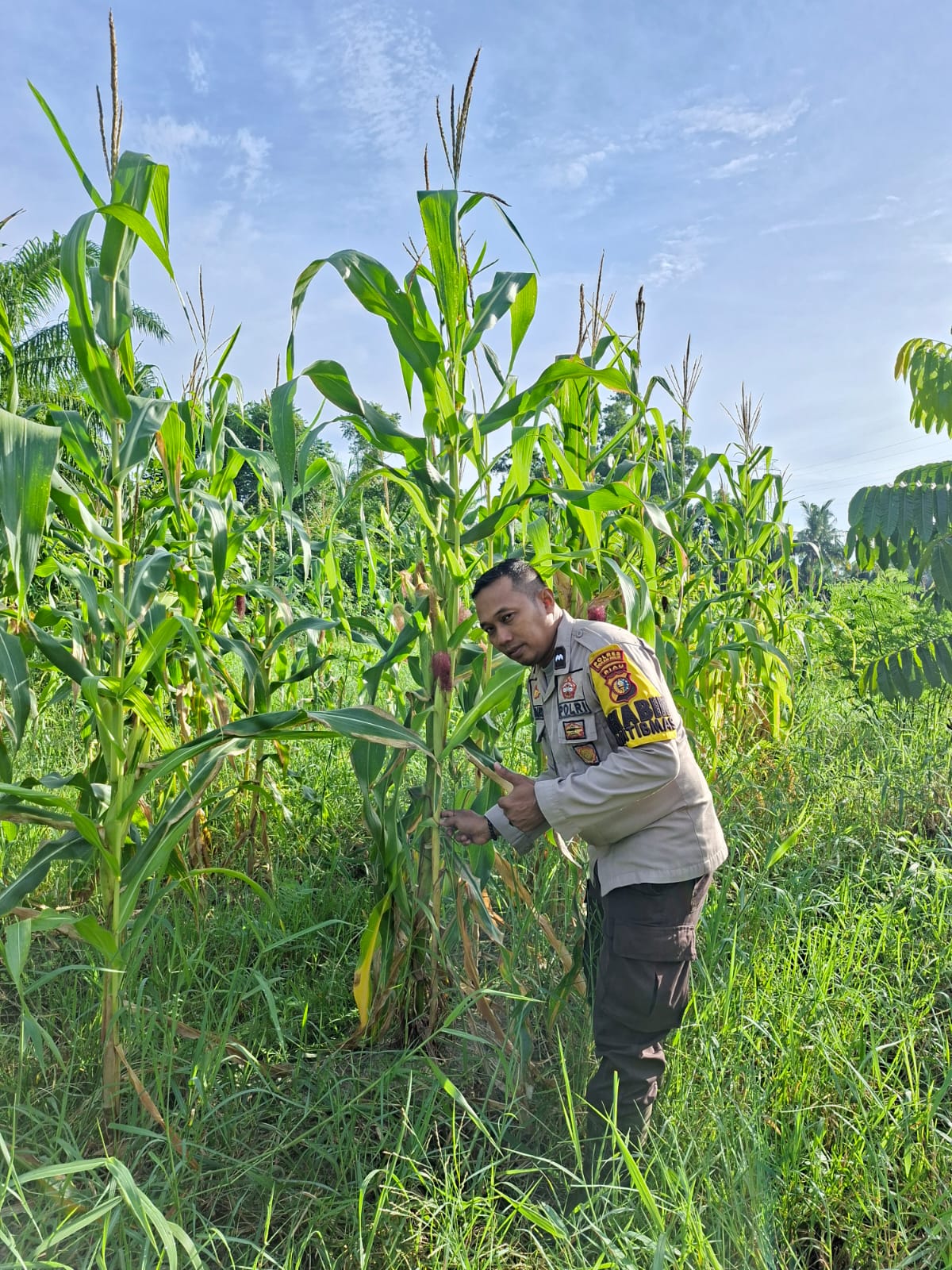 Polsek Rimba Melintang Lakukan Pengecekan Program Ketahanan Pangan Jagung di Lenggadai Hilir