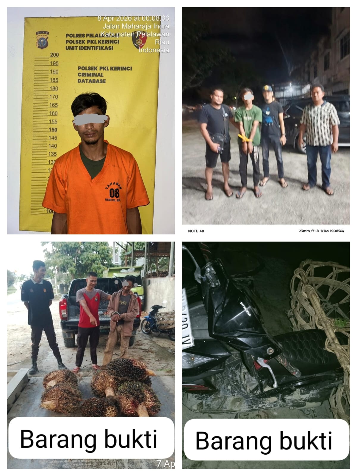 Tim Patroli Tangkap Pencuri Sawit di Perkebunan