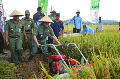Bupati Herliyan Hadiri Panen Raya Padi di Rupat