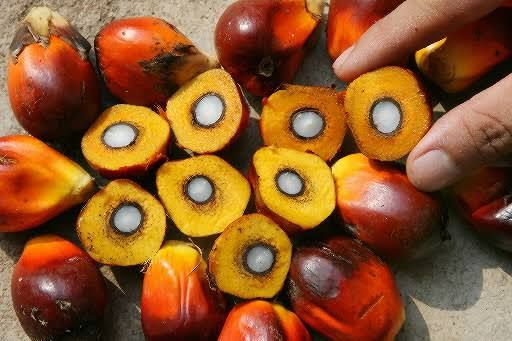 Harga TBS Kelapa Sawit di Riau Naik Rp31,01 per Kg