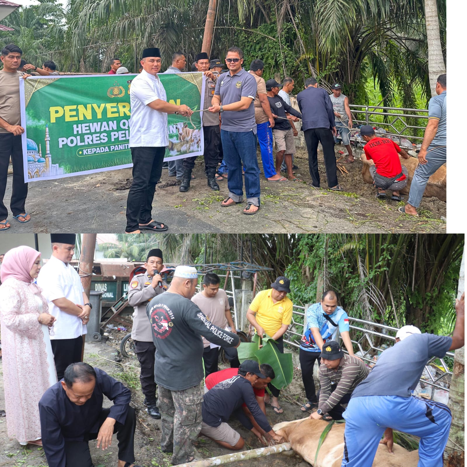 Polres Pelalawan Qurban12 Ekor Sapi