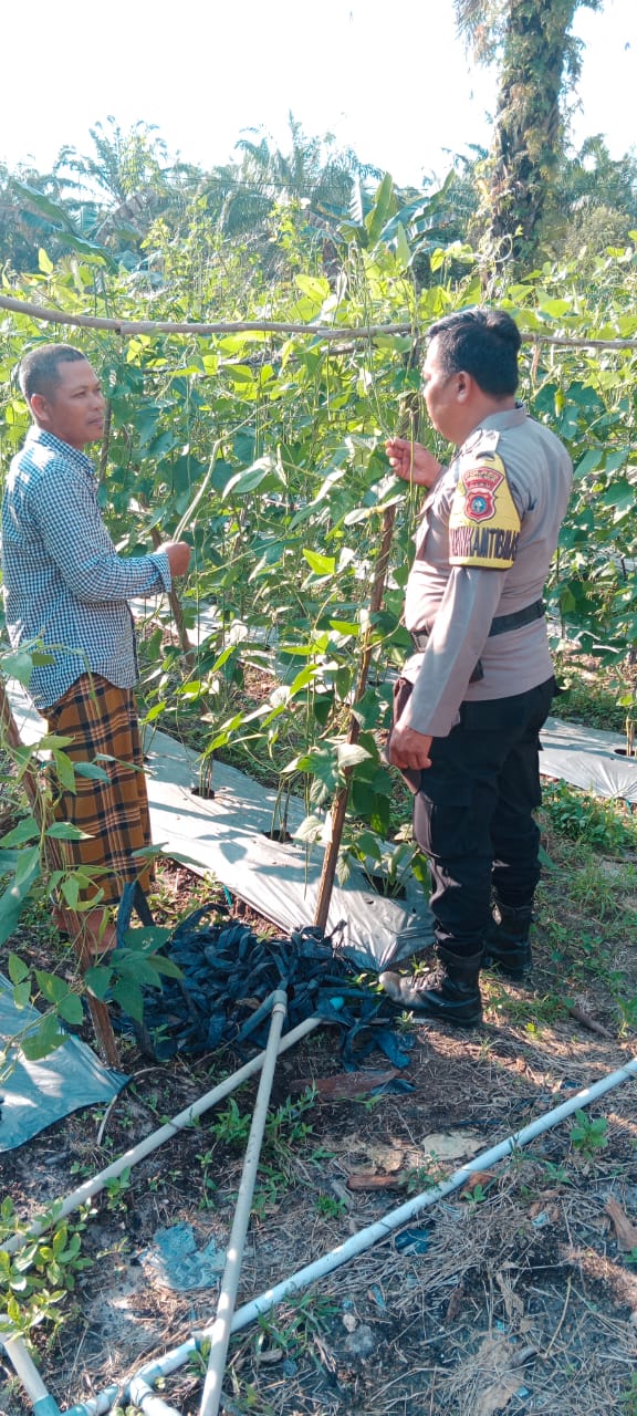 Ketahanan Pangan, Perkembangan Tanaman Kacang Panjang di Bukit Selamat di-Cek Secara Berkala