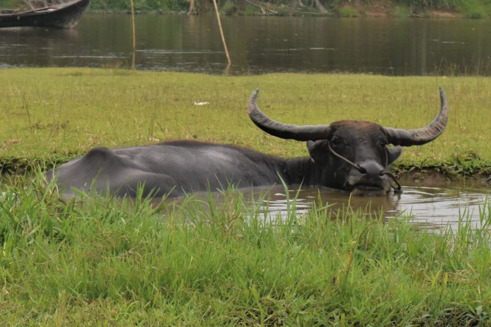 Ratusan Kerbau di Kuansing Kena Penyakit Ngorok