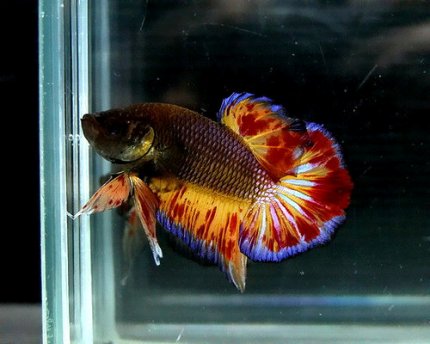 Negara ASEAN Ikuti Kontes Ikan Cupang Di Pekanbaru	