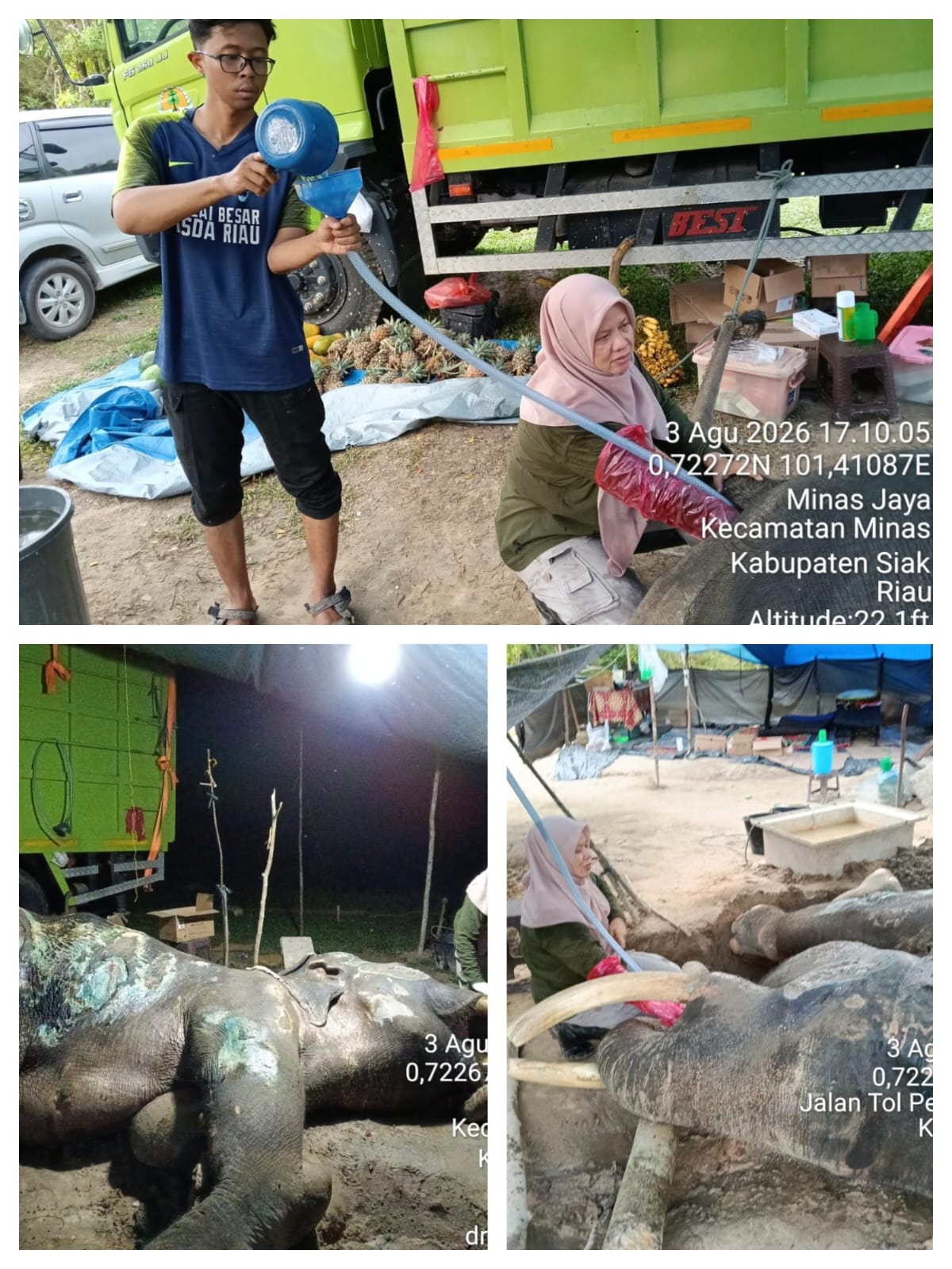 Gajah Legendaris Jovi Tutup Usia, BBKSDA Riau Kehilangan Pejuang Konservasi Andalan