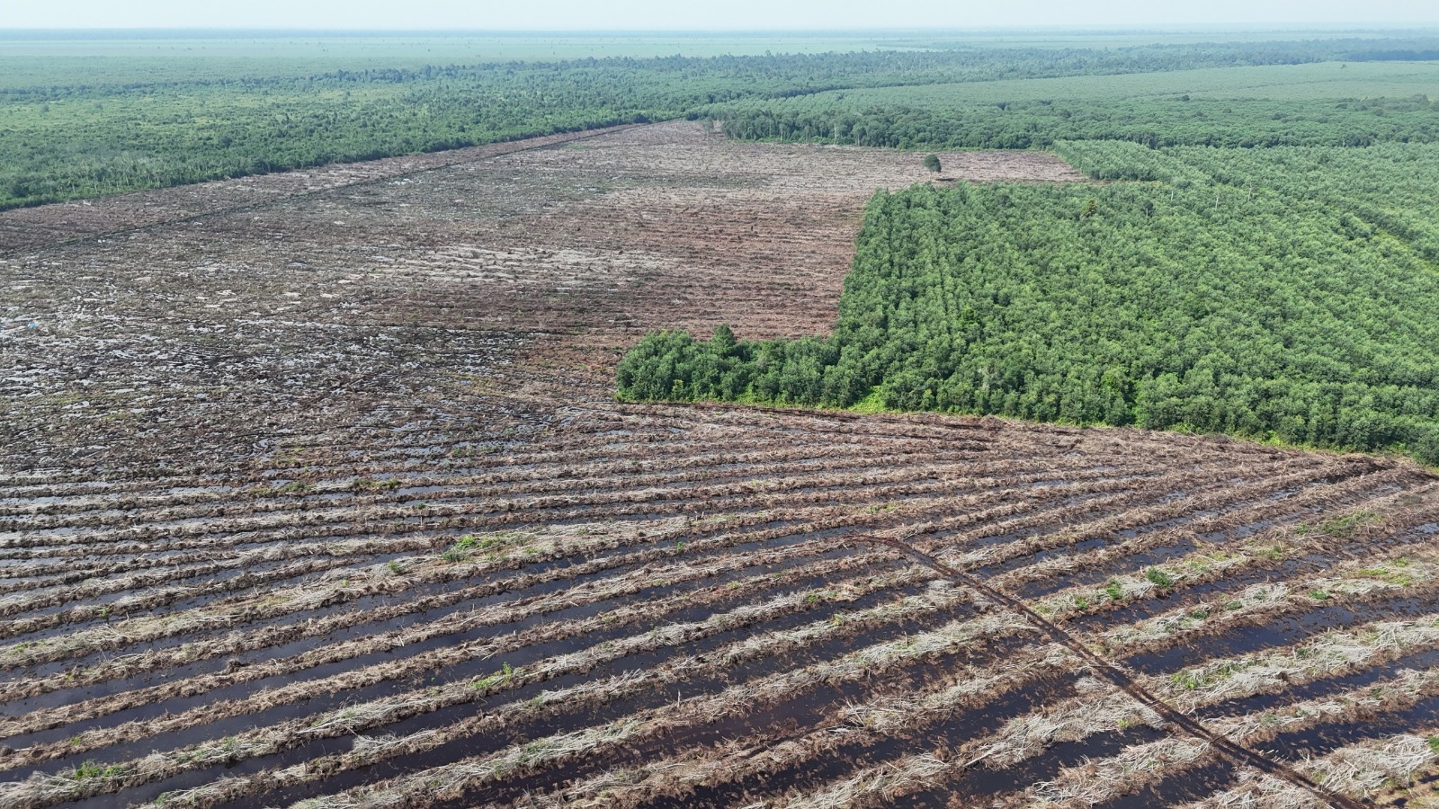 WALHI Riau Sambut Pencabutan Izin PT SRL dan PT SSL, Desak Pemulihan Lingkungan dan Penertiban Korporasi Perusak