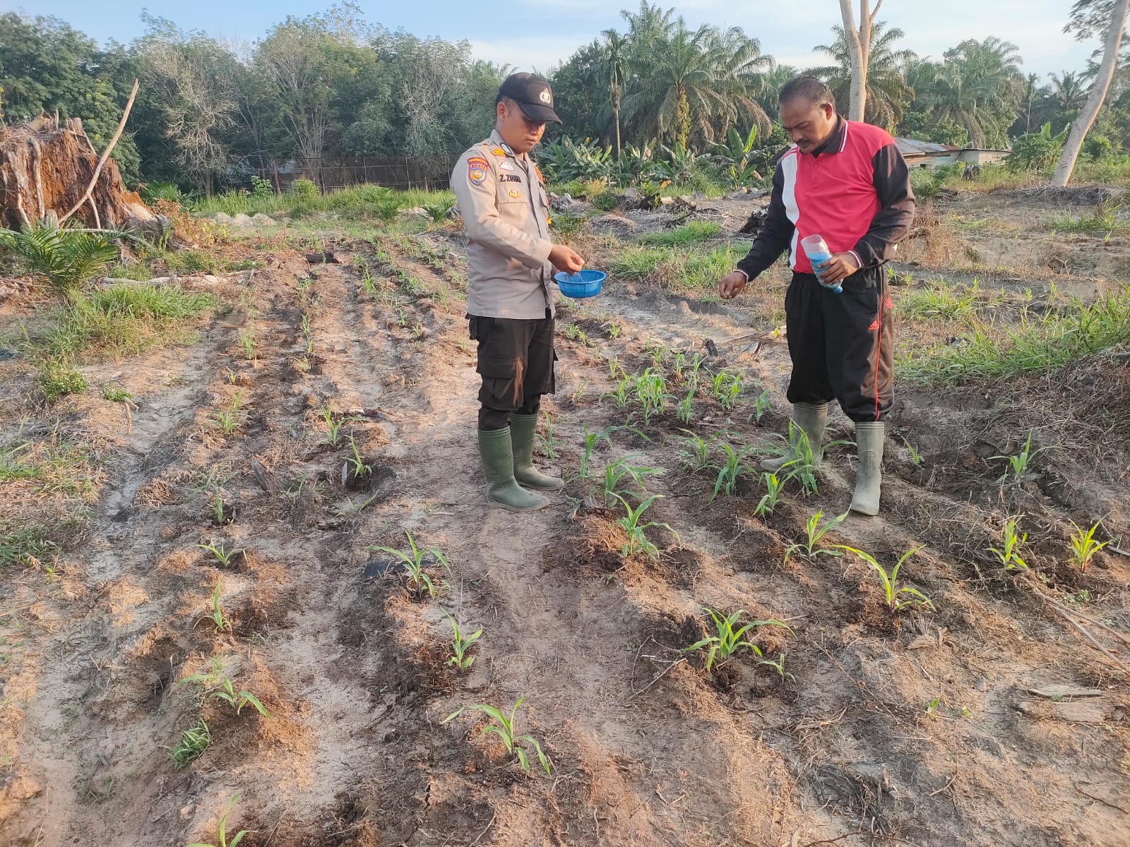 Polsek Kuala Kampar Kawal Ketahanan Pangan, 15 Hektare Jagung Pipil di Sungai Solok Tumbuh Subur dan Siap Panen Bergilir