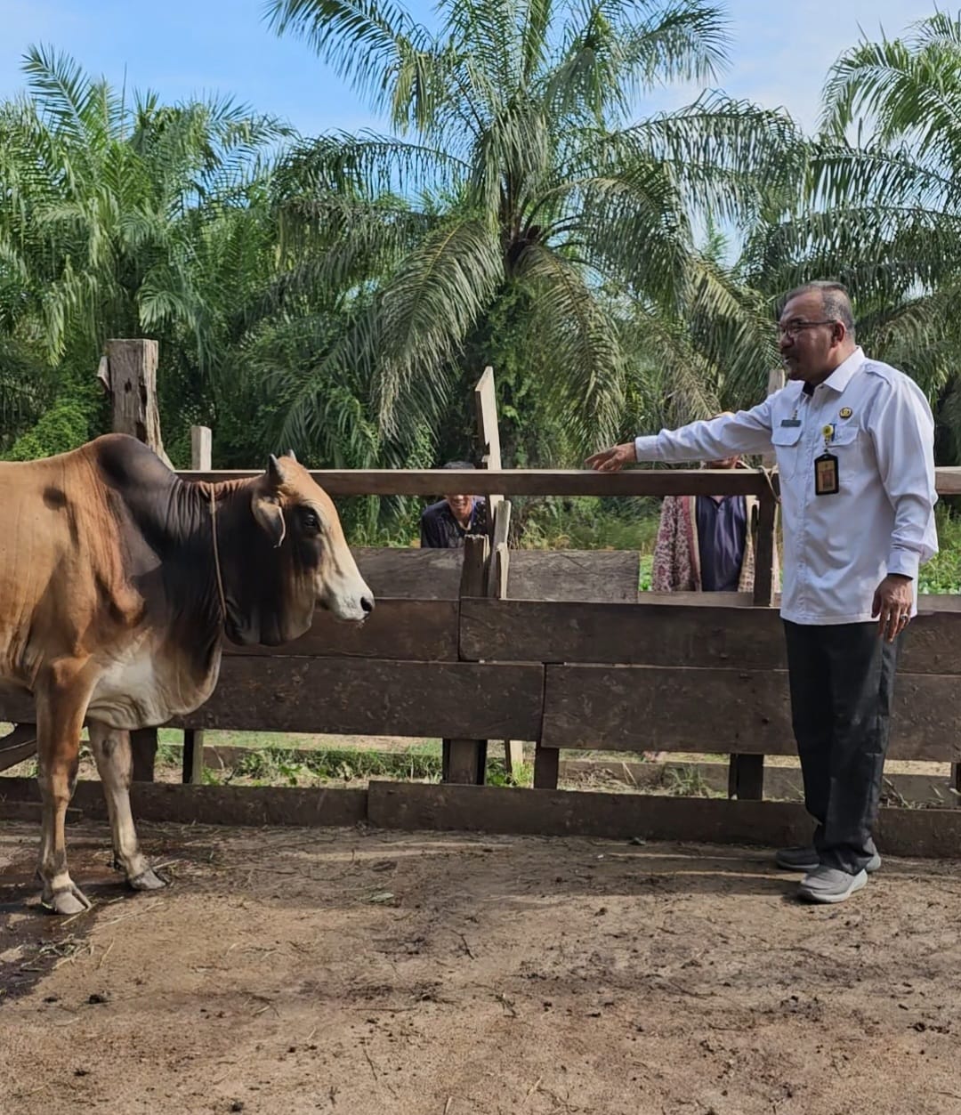 DLH Rohil Akan Sembelih 11 Hewan Qurban