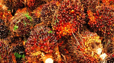 TBS Riau Usia 10 Tahun Sepekan Kedepan Naik Rp 62,42