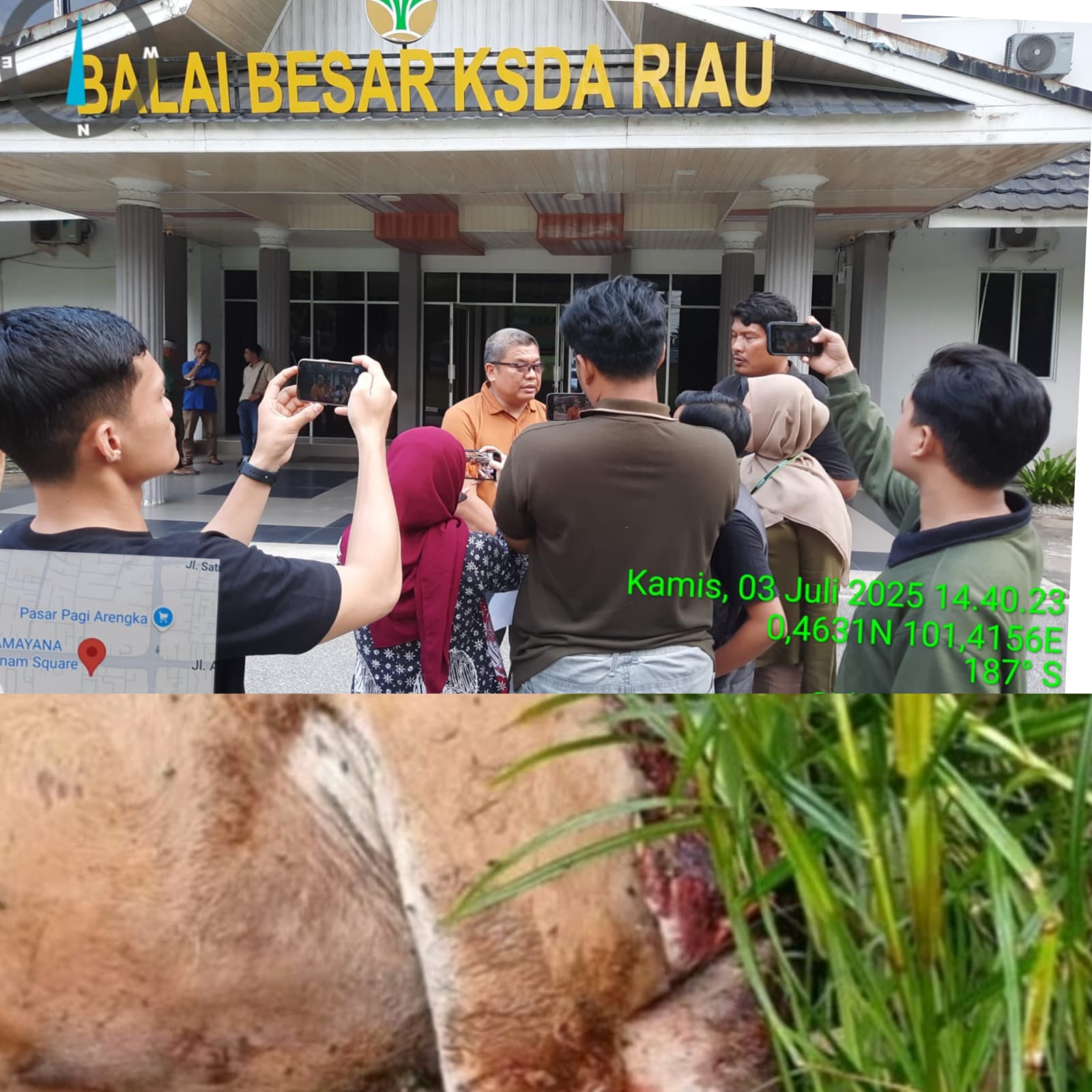 Warga Pulau Muda Geger, Seekor Sapi Ditemukan Tewas Mengenaskan Diduga Dimangsa Harimau