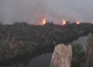 6,4 Hektar Kebun Sawit Warga di Bonaidarussalam Ludes Dilalap Sijago Merah