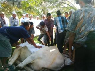 Keluaraga Almarhum Syekh Ibrahim Potong Hewan Qurban di Surau Suluk Kampung Baru