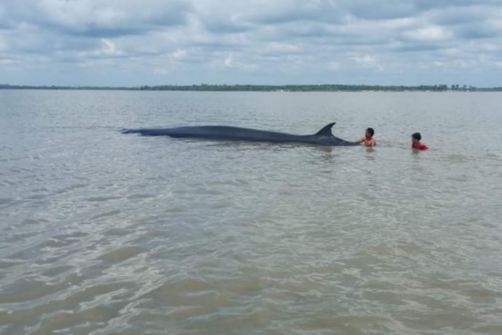 Nelayan Sigap Lakukan Penyelamatan  Ikan Paus Terdampar di Rohil
