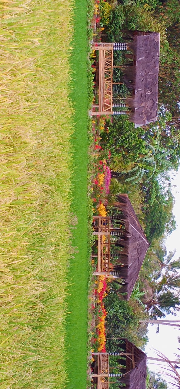 Sawah Kakung Magelang: Berpadunya Keindahan Alam dan Agrowisata Penopang Kemandirian Pangan