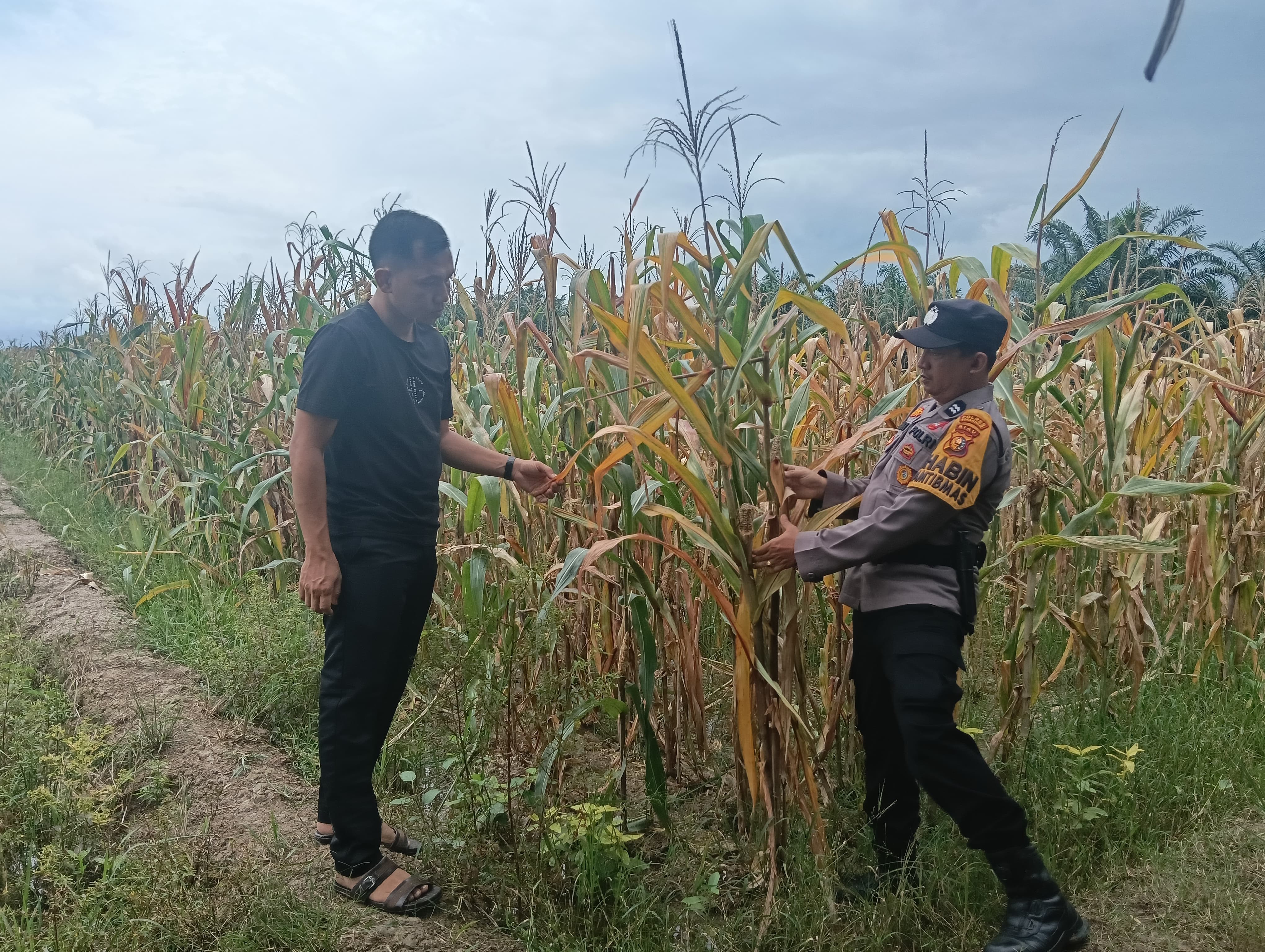 Personel Polsek Rimba Melintang Lakukan Pemantauan Ketahanan Pangan Jagung