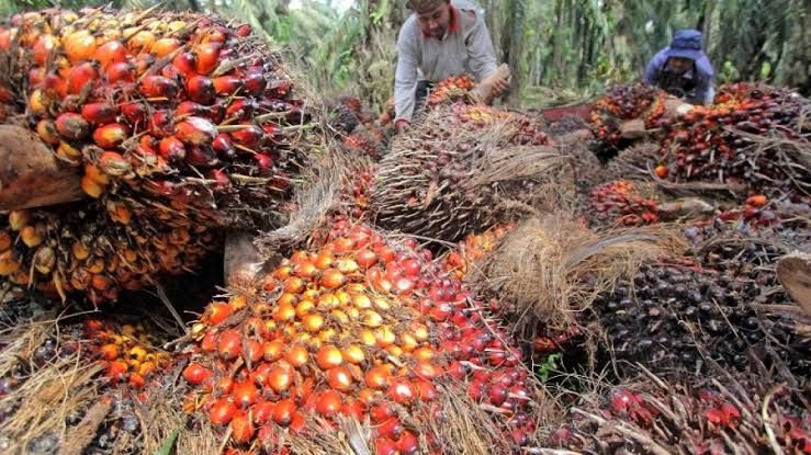 Alhamdulillah... Harga TBS Kelapa Sawit di Riau Naik Jadi Rp2.037,52 per Kg
