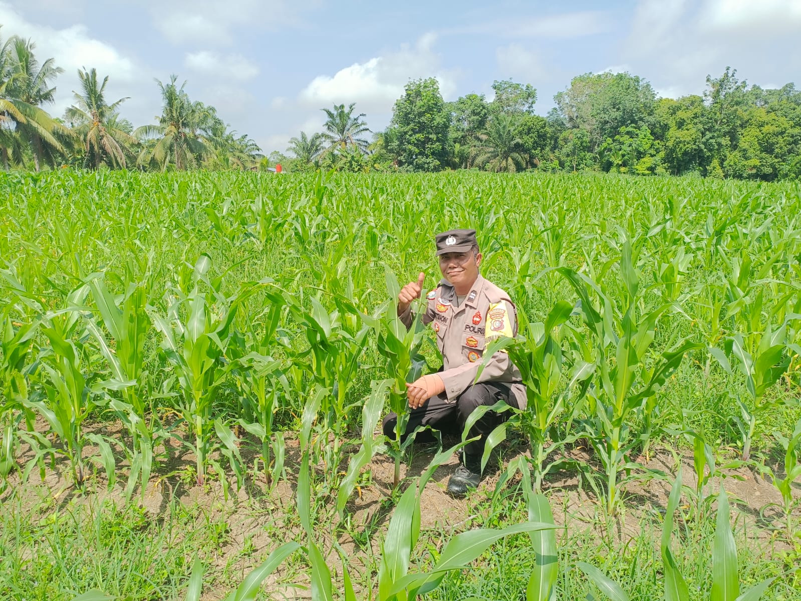 Polsek Tanah Putih Dukung Jagung Ketahanan Pangan