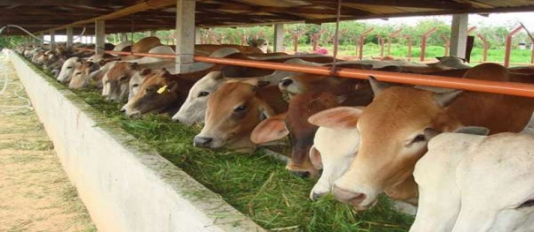 Pemko Siapkan Dua Alternatif Pemotongan  Hewan Qurban