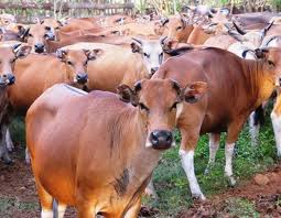 Distanak Bengkalis Kembali Usulkan Bantuan Ternak  Rp 3,4 M