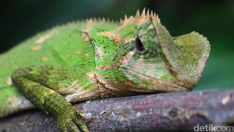 Belanda Gagalkan Penyelundupan 260 Reptil Dilindungi