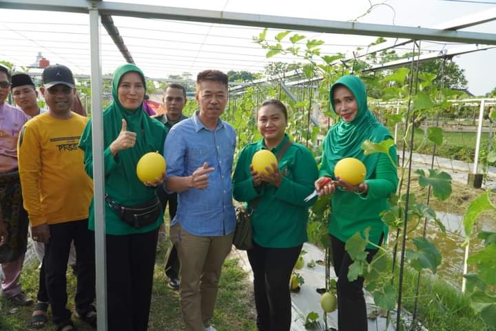 Bupati Rohil Panen Melon Kuning Ditaman Edukasi Pertanian