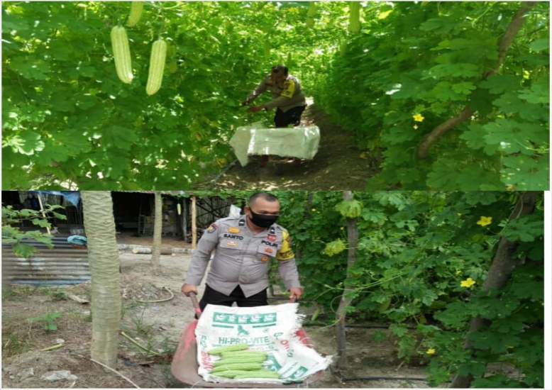 Program Kampung Tangguh Kiyab Jaya Panen Pare