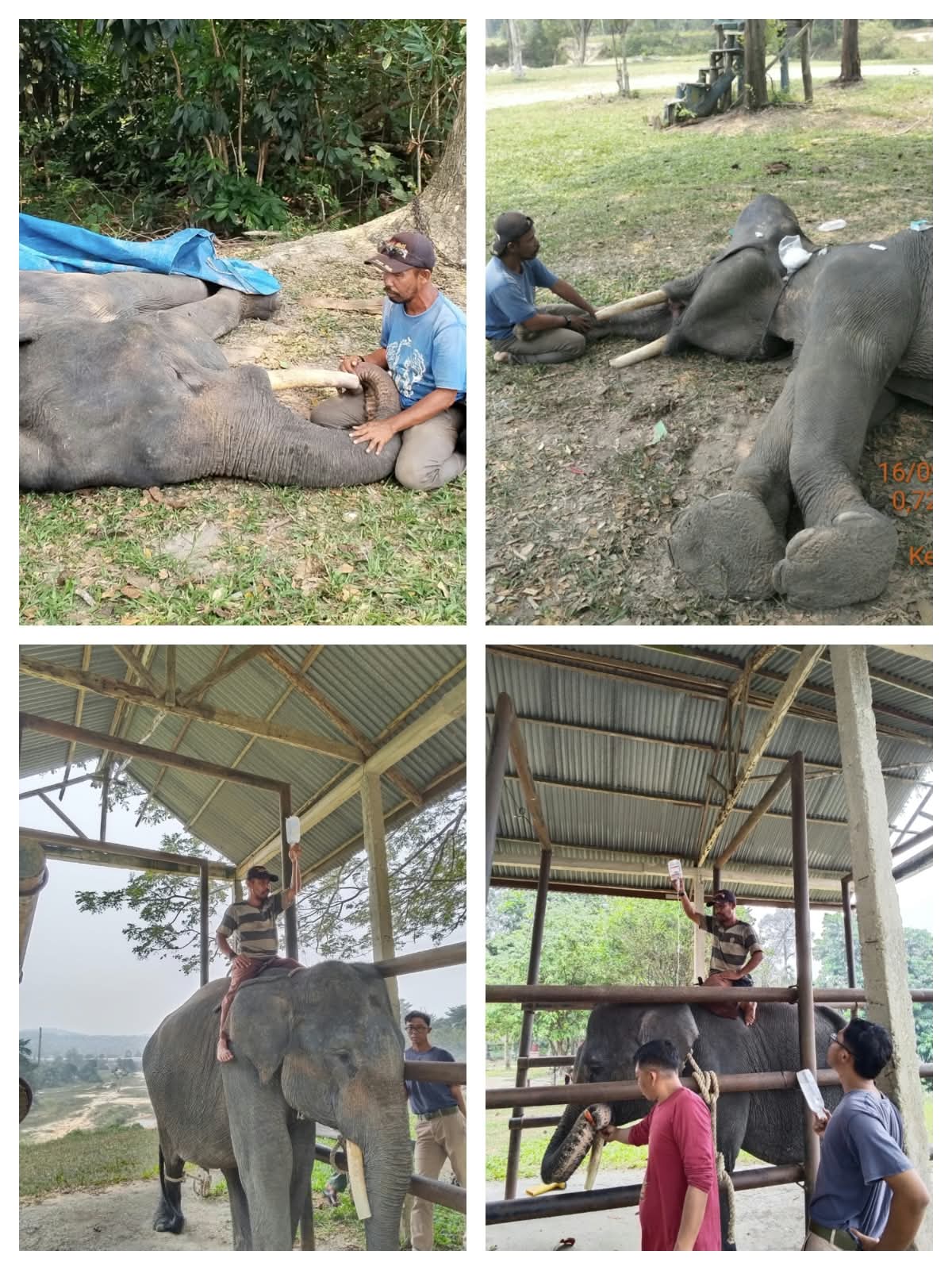 Tangis di Balik Konservasi Riau, Gajah Diego Tutup Usia Setelah Berjuang Melawan Sakit