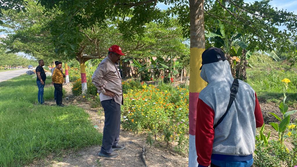 Meriahkan HUT RI ke 78, DLH Rohil Warnai Pohon Ketapang