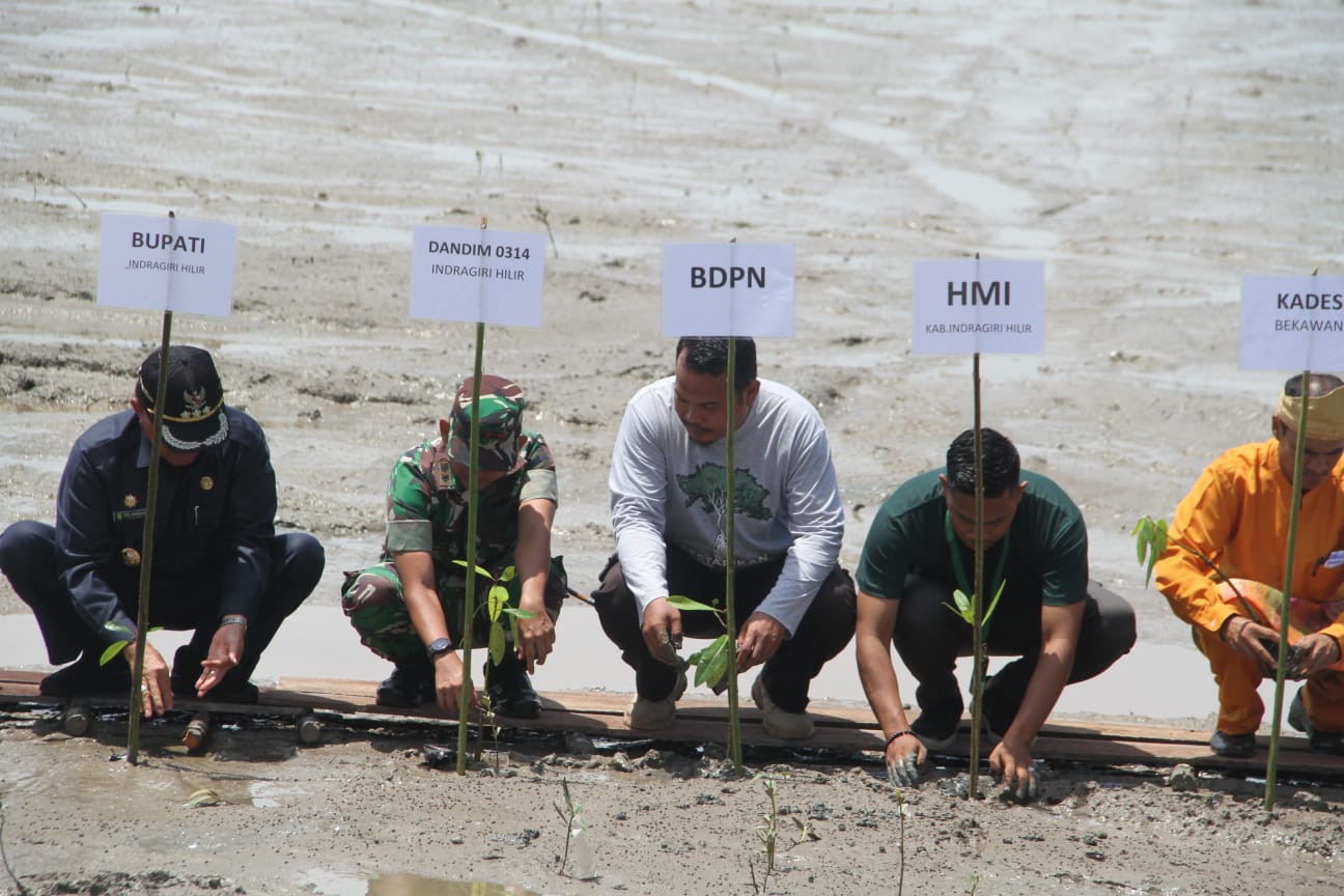 Festival Menongkah Tanam 1000 Mangrove di Pantai Lumpur Perairan Indragiri