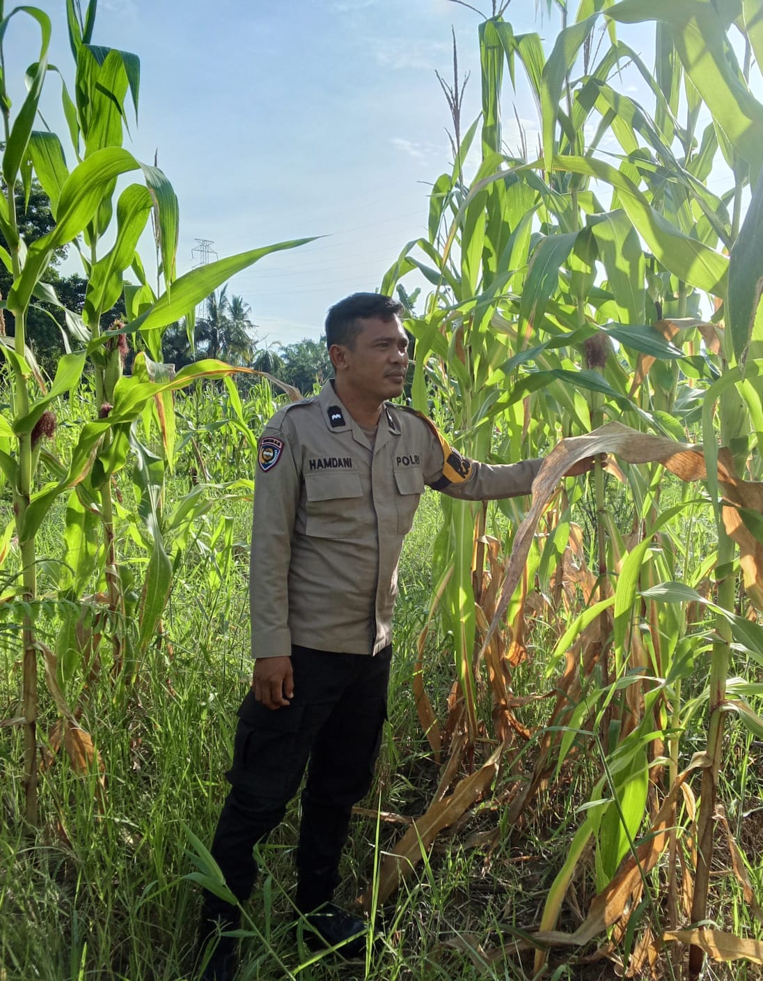 Polsek Rimba Melintang Lakukan Pengecekan Jagung Program Ketahanan Pangan