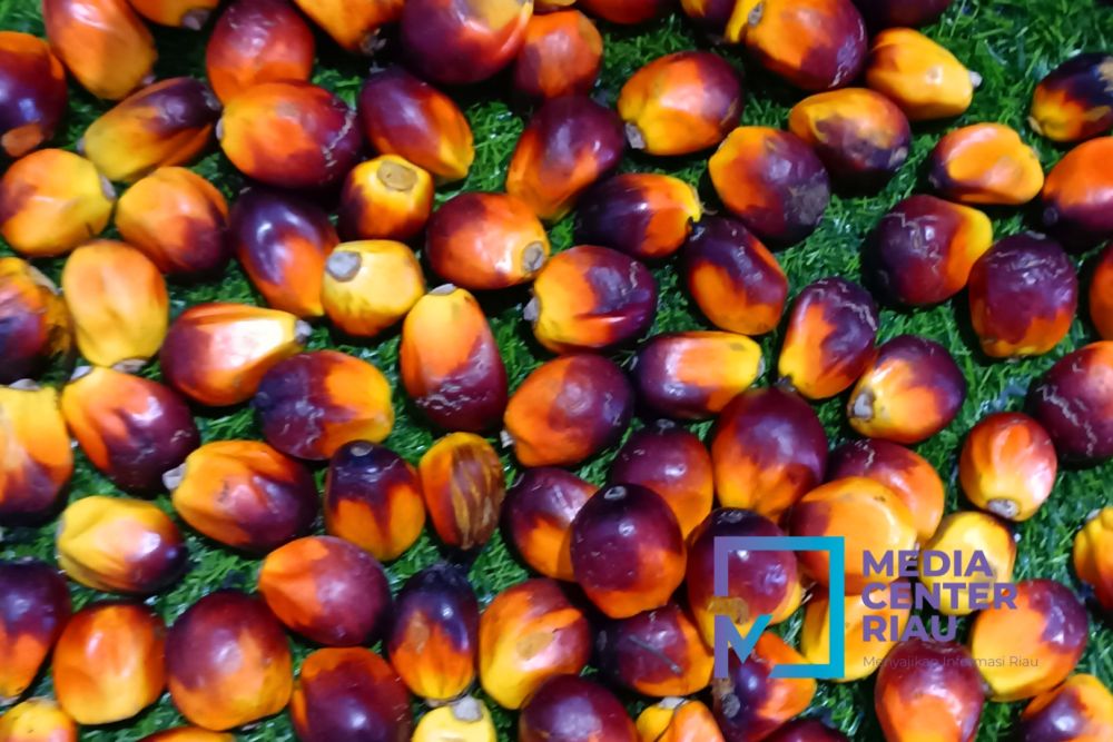 Harga Kelapa Sawit Petani Mitra Swadaya di Riau untuk 8-14 November 2023