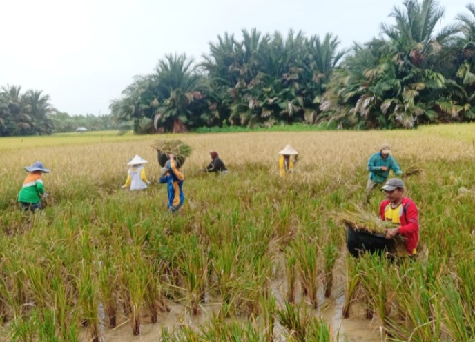 Pemdes Ujung Tanjung Tanam Padi dan Bawang Merah