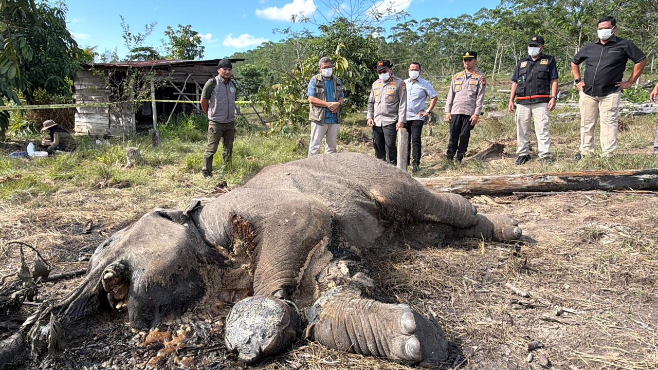 Jerat Kematian di TNTN: Anak Gajah Sumatera Tumbang, Ancaman Perburuan Kian Nyata